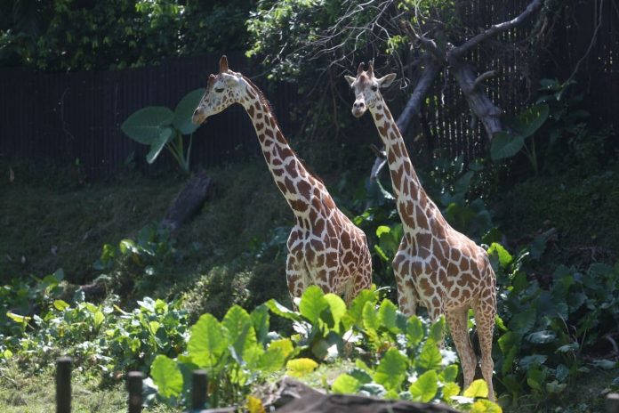 Zoo Negara Banjir - Banjir: 3 PPS dibuka di Melaka ...