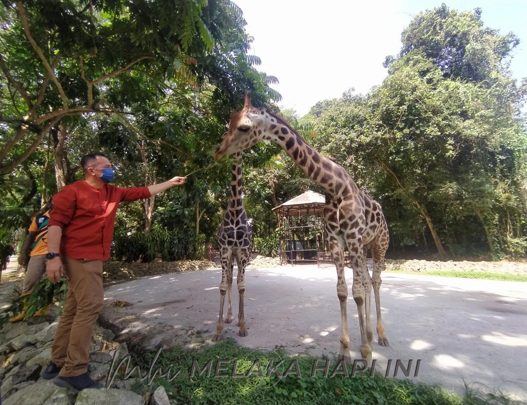 PKPB: Zoo Melaka kembali beroperasi