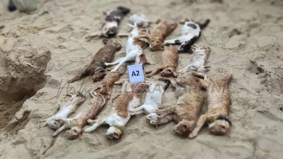 JPV Terengganu bedah siasat kucing ditemui mati di Pantai Bukit Keluang