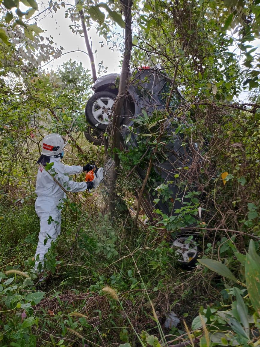 ‘King’ terbang atas pokok