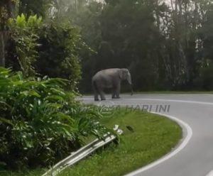 Gajah