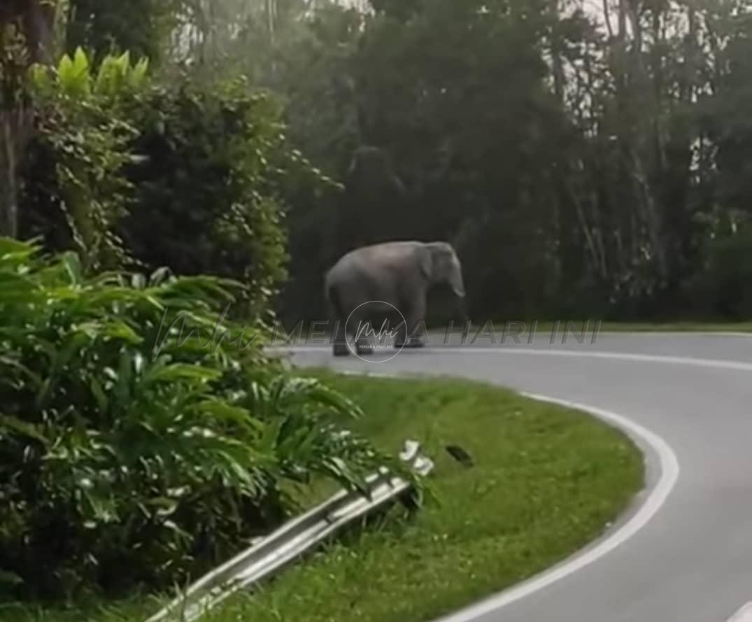 Gajah