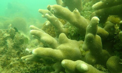 Taman Laut Melaka penyumbang stok perikanan negara