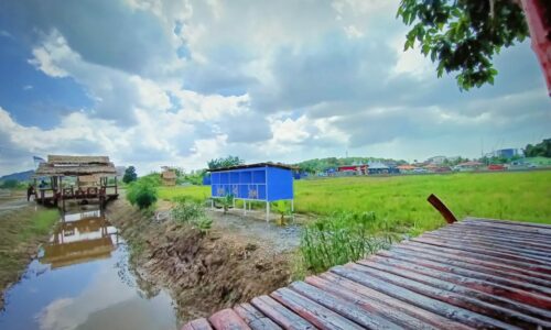 Pengalaman bersawah di tengah bandar