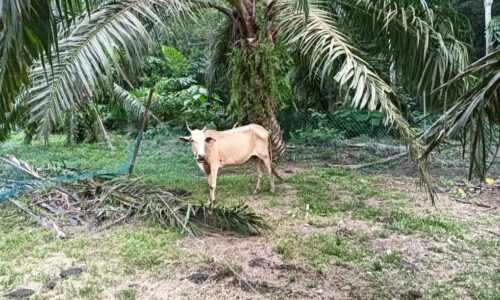 MPJ lelong enam lembu tidak dituntut