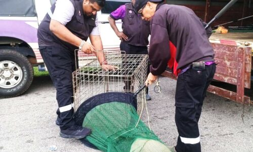 Tangkap anjing terbiar, elak kacau ganggu – MPJ