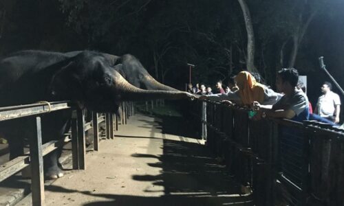 Bila Larut Malam Zoo Melaka bermula 10 malam