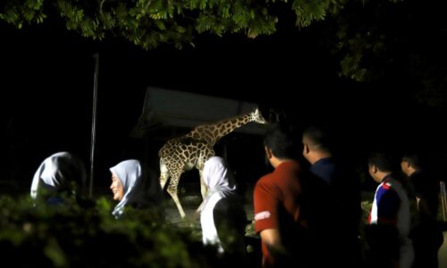 Haiwan nokturnal tarikan malam di Zoo Melaka