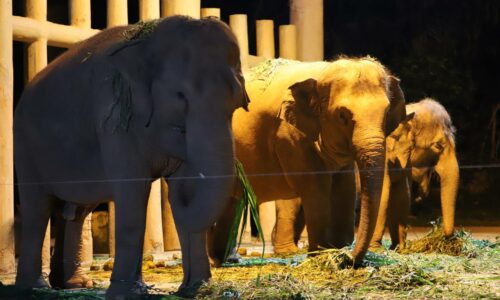 Melaka Nightlife: Zoo Melaka sedia terima pengunjung