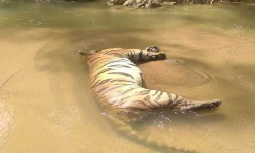 Bangkai harimau belang di Kuala Krai tiada kesan tembakan, jerat – Perhilitan