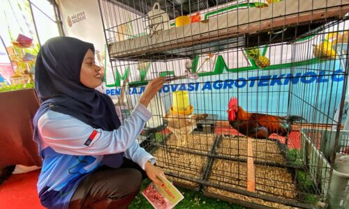 Ayam Saga masa depan industri penternakan