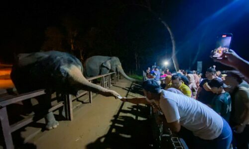 Program Melaka Bila Larut Malam: Zoo Melaka lebih meriah pada Edisi Ketiga