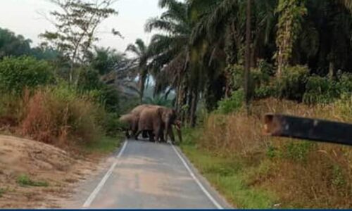 Wanita warga emas maut dipijak gajah