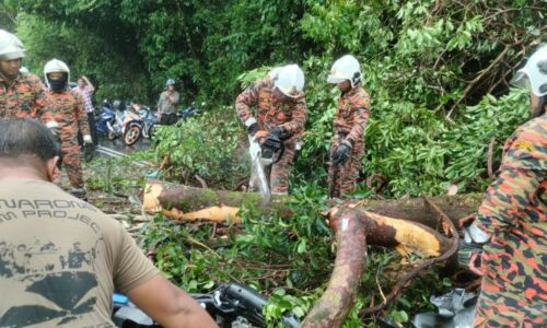 POKOK TUMBANG HEMPAP KERETA DAN MOTOSIKAL DI KAMUNTING, DUA PARAH