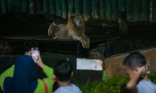 ZOO MELAKA MAHU PERKENAL PELBAGAI PROGRAM DAN PAKEJ MENARIK PADA 2025