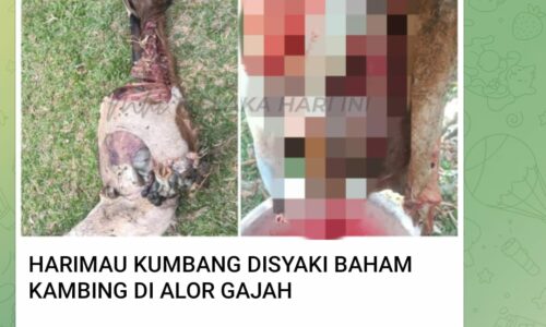 TIADA JEJAK HARIMAU KUMBANG, PERHILITAN MELAKA PASANG PERANGKAP KAMERA