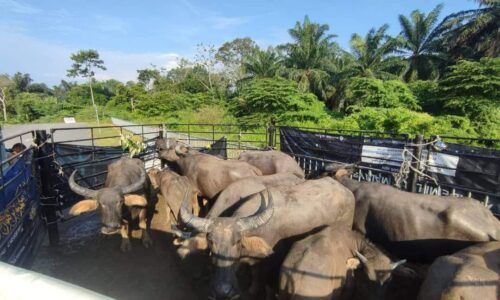 TEMPOH LIMA HARI TUNTUT KERBAU