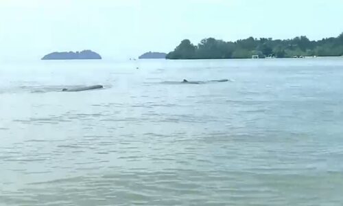 IKAN LUMBA-LUMBA ‘PERMATA’ PANTAI SIRING