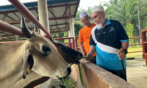 KOPERASI PERTAMA ADA LADANG LEMBU SENDIRI