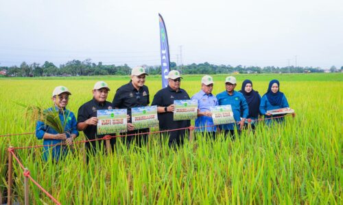 KESIDANG VARIETI PADI BAHARU KAWASAN LUAR JELAPANG