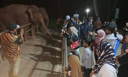 BILA LARUT MALAM NIGHT SAFARI TERUS DAPAT SAMBUTAN