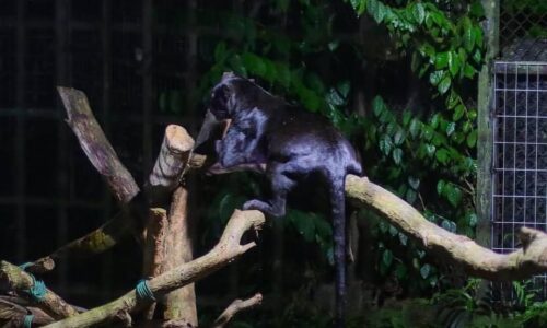 TERUSKAN MELAKA BILA LARUT MALAM