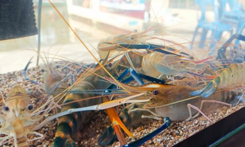 ‘SEPIT BIRU’ TINGKAT EKONOMI NELAYAN MELAKA