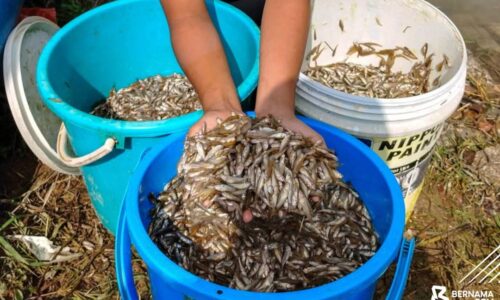 BANJIR TERMENUNG: RIBUAN ANAK IKAN MUNCUL, PENDUDUK PASIR MAS RAIH PENDAPATAN SAMPINGAN