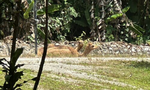 UNTA TARIKAN TERBAHARU ZOO MELAKA