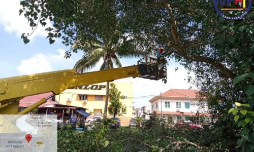 MPHTJ CANTAS, TEBANG LEBIH 4,000 POKOK UNDANG BAHAYA