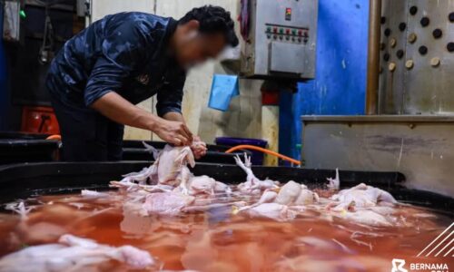 KPDN SERBU DUA PREMIS PENYEMBELIHAN AYAM BEROPERASI SECARA HARAM, KOTOR